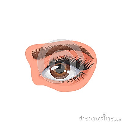 Human eye and eyebrow, isolated female single brown eye with long lashes, eyelid Vector Illustration