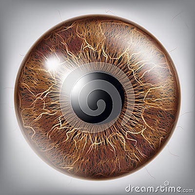 Human Eye Iris Vector. 3D Realistic Eyeball Illustration Vector Illustration