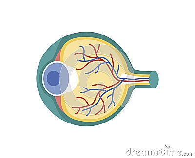 Human eye isolated vector icon Vector Illustration