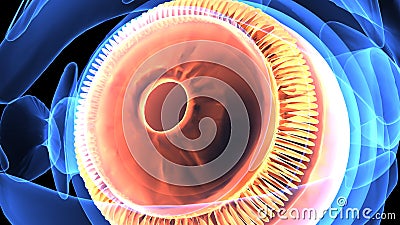 3d illustration of human body eye anatomy Stock Photo