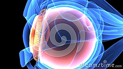 3d illustration of human body eye anatomy Stock Photo