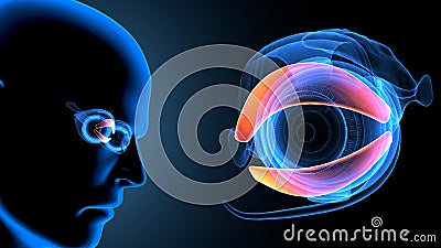 3d render of male human body eye anatomy. Stock Photo