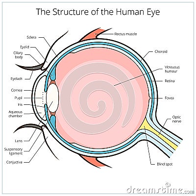 Human eye structure scheme vector Vector Illustration