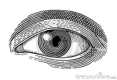 Human eye Vector Illustration