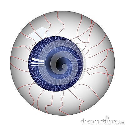 Human eyeball Vector Illustration