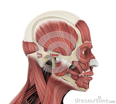 Human Facial Muscles Anatomy Stock Photo