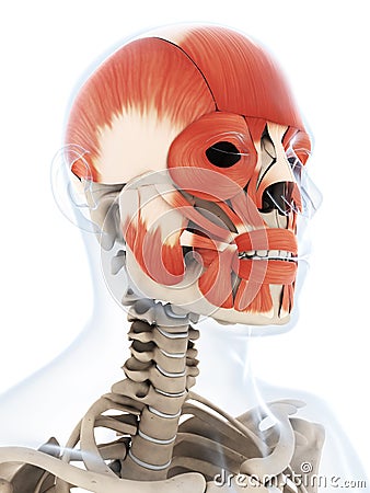 The human facial musculature Cartoon Illustration