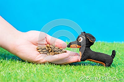 Human feeds tiny dachshund soft toy dry food from his hand on green grass of artificial lawn, blue background Stock Photo