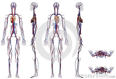 Human Female Anatomy Cardiovascular System Multiple Camera Angles Stock Photo