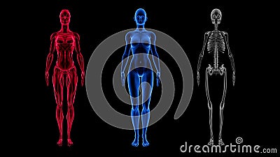 Human Female Anatomy 3D Animation Biology Science Technology Stock Video -  Video of research, medical: 127991365