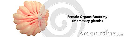 Human Female Body Organs Mammary Glands Stock Photo