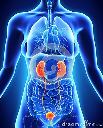 Human Female Kidney Anatomy Stock Photo