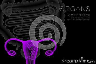 Human Female Organs X-ray set, Uterus and Ovaries infection concept Vector Illustration