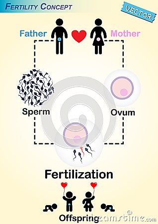 Human Fertilization Diagram Vector Illustration