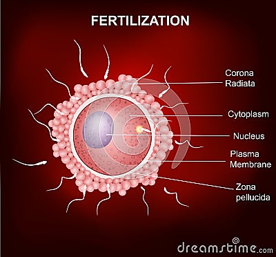 Human fertilization, Insemination of human egg cell by sperm cell Vector Illustration