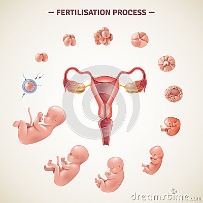 Human Fertilization Process Poster Vector Illustration