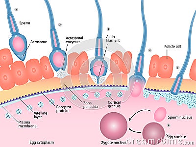 Human fertilization process of sperm and egg cell diagram Vector Illustration