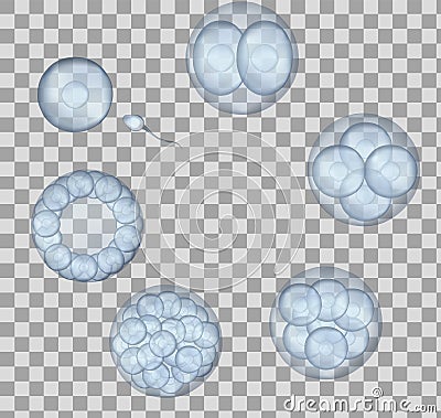 Human fertilization scheme, the phases of embryo development in the early stages. Vector illustration Vector Illustration