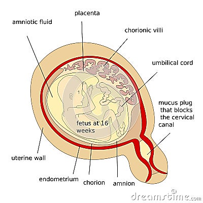 Human fetus Stock Photo