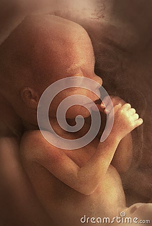 Human Fetus Editorial Stock Photo