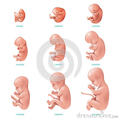 Human Fetus Inside Icon Set Vector Illustration