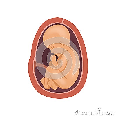 Human fetus inside the womb, 9 month, stage of embryo development vector Illustration on a white background Vector Illustration