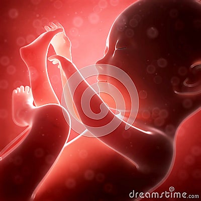 Human fetus month 7 Cartoon Illustration