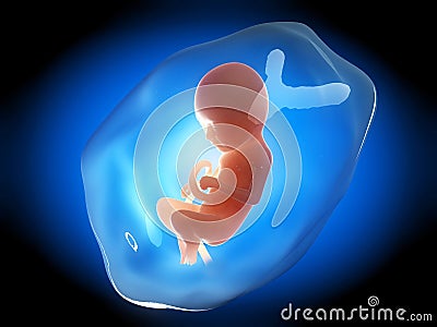 Human fetus month 9 Cartoon Illustration