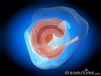 Human fetus month 1 Cartoon Illustration