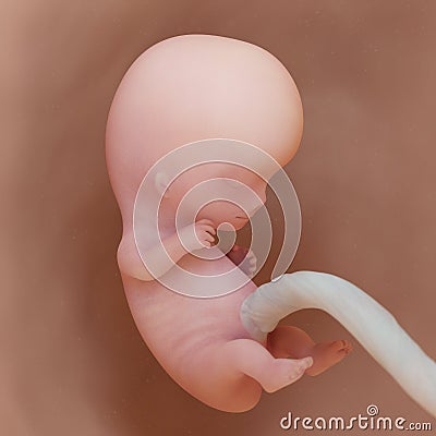 a human fetus - week 9 Cartoon Illustration