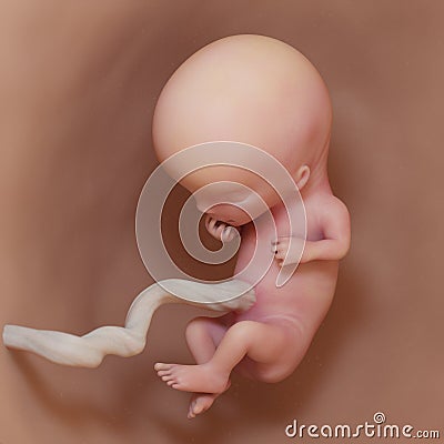 A human fetus - week 11 Cartoon Illustration