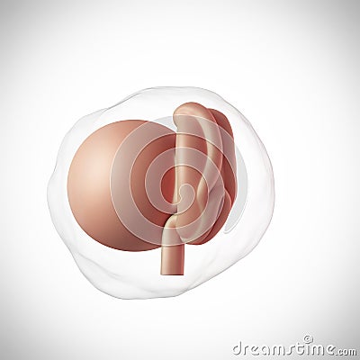 Human fetus - week 4 Stock Photo