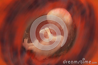 Human Fetus in the Womb - Pregnancy Stock Photo