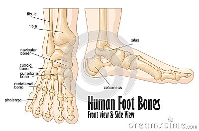 Human foot bones front and side view anatomy Vector Illustration