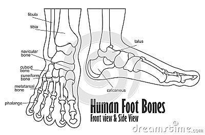 Human foot bones front and side view anatomy Vector Illustration