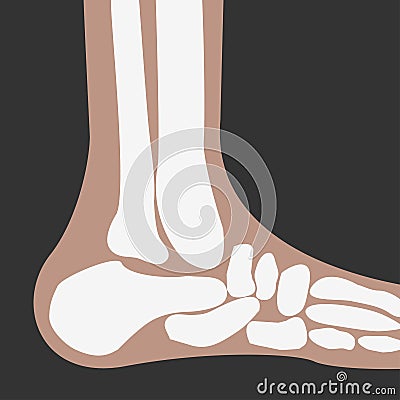 Human Foot Bones Vector Illustration