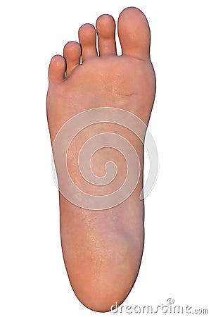 Human foot isolated on white Cartoon Illustration