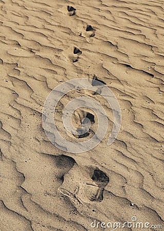 Human Footprints on Sands at Windy Day Stock Photo