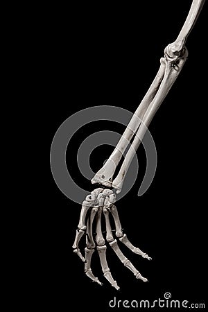 Human forearm skeleton anatomy bone 2 Stock Photo