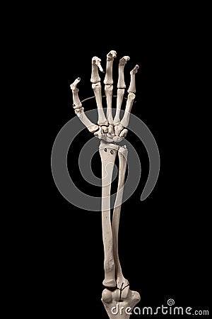 Human forearm skeleton anatomy bone 8 Stock Photo