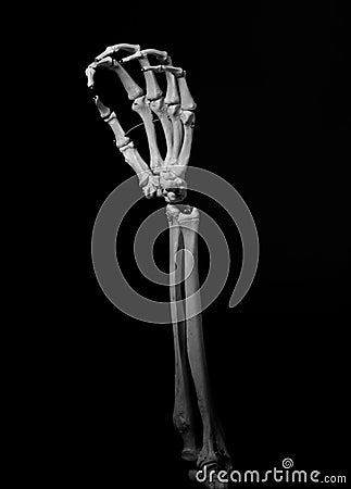 Human forearm skeleton anatomy bone 11 Stock Photo