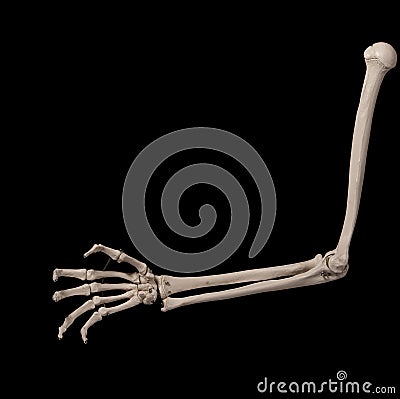 Human forearm skeleton anatomy bone 10 Stock Photo