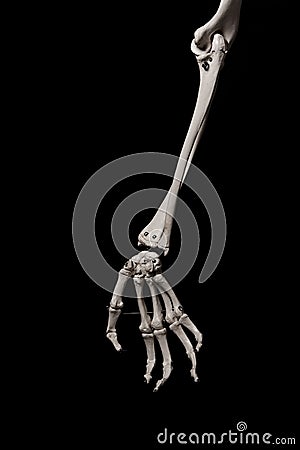 Human forearm skeleton anatomy bone 4 Stock Photo
