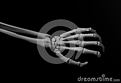 Human forearm skeleton anatomy bone 12 Stock Photo