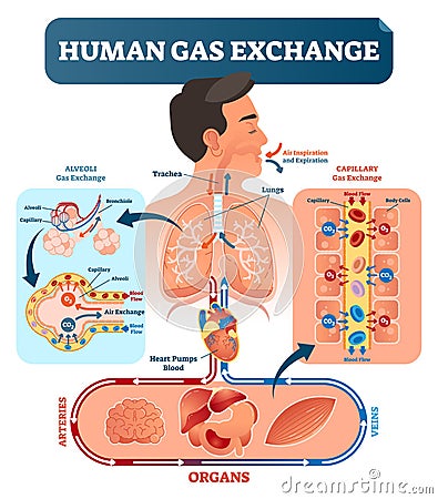 Human gas exchange system vector illustration. Oxygen travel from lungs to heart, to all body cells and back to lungs as CO2. Vector Illustration