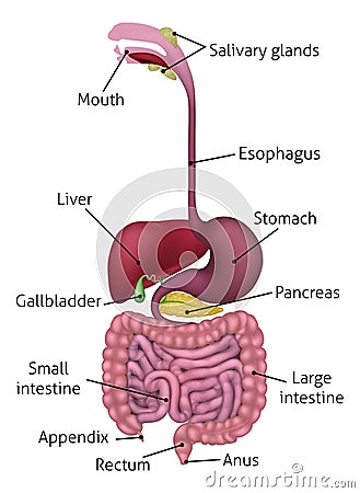 Human Gastrointestinal Digestive System and Labels Vector Illustration