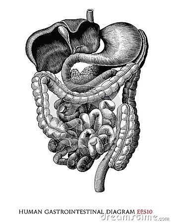 Human gastrointestinal system diagram hand draw vintage engraving style black and white clipart isolated on white background Vector Illustration