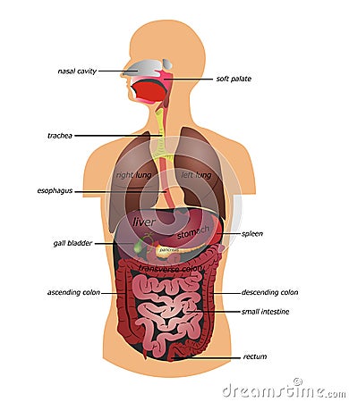 Human gastrointestinal tract Vector Illustration