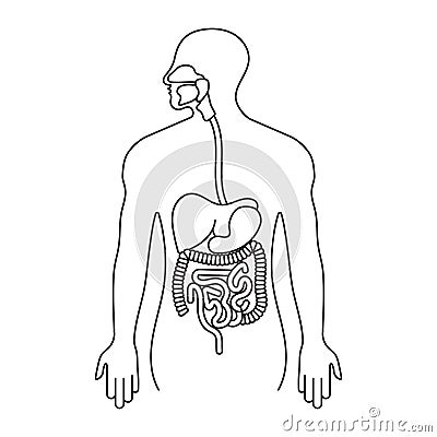 Human gastrointestinal tract or digestive system line art icon for apps and websites Vector Illustration
