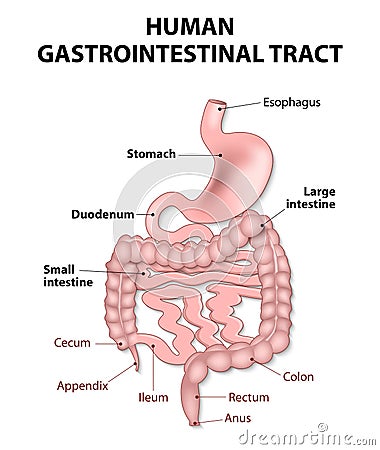 Human gastrointestinal tract Vector Illustration